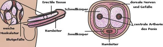 Informationen impotenz