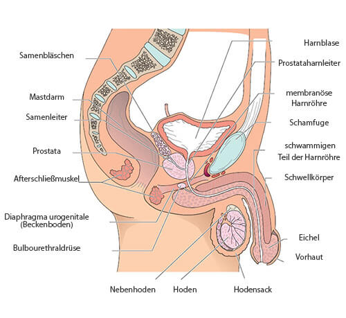 Männlich Sexuelle Anatomy