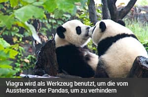 Aussterben der Pandas